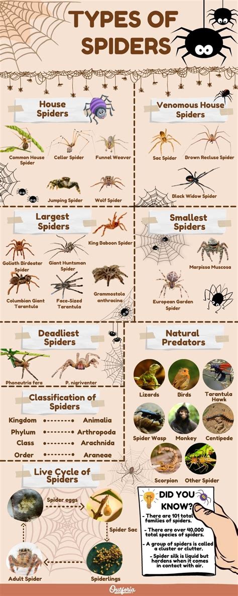 Different Types Of Spiders