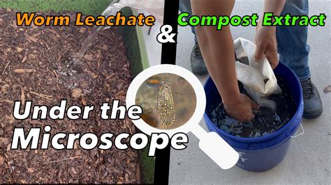 Worm Leachate And Compost Extraction Under The Microscope How To Check
