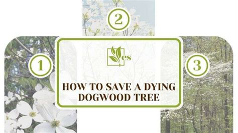 How To Save A Dying Dogwood Tree The Complete Troubleshooting Guide
