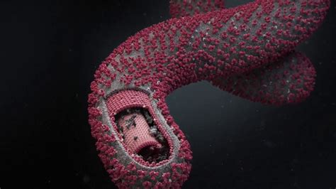 System language protection cd cover. 10 Scary And Bizarre Facts About The Ebola Virus - Tons Of ...