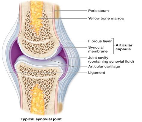 Synovial Joint Diagram And Label