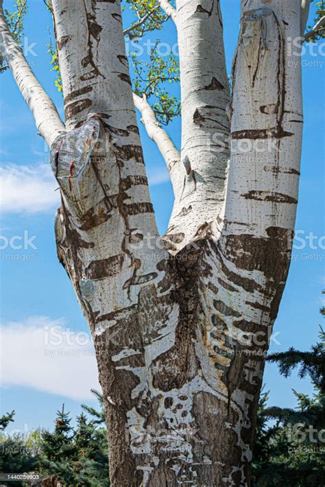 White Poplar Tree Bark Latin Name Populus Alba Stock Photo Download