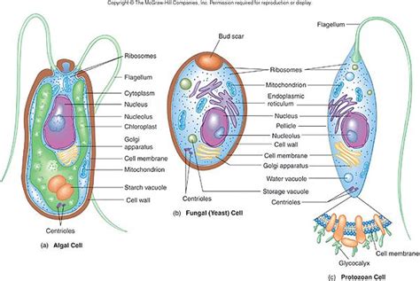 Algae Protozoa Fungi Cell Structure Cell Membrane Science Biology