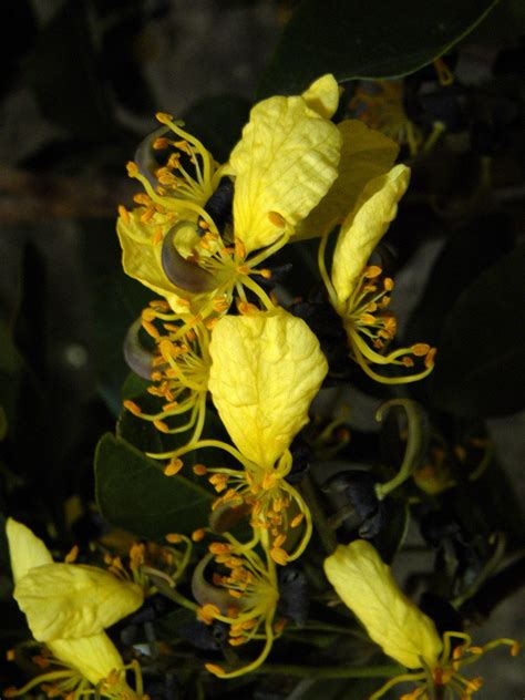 Swartzia Jorori Fabaceae Image 40277 At