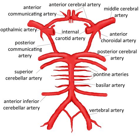 Brain Blood Supply Diagram Blood Supply To Brain Template Ανατομία