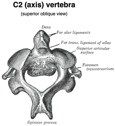 Cervical Vertebrae Axis C2 Neurorehabwiki