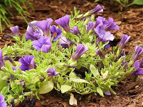 If, for any reason you are not delighted with your purchase, just return it to us within 21 days. Trailing Petunias, How to grow, propagate and care for ...