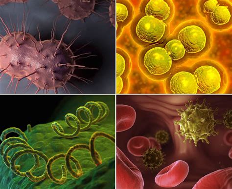 Stds Under The Microscope Daily Star