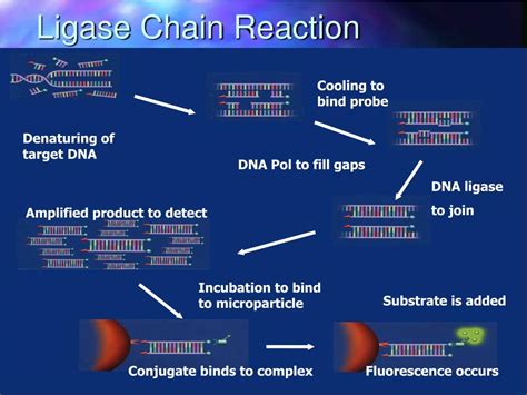 Dna ligase catalyzes the joining of adjacent polynucleotides and thus plays important roles in dna metabolism. PPT - Ligase Chain Reaction for the Detection of Chlamydia ...