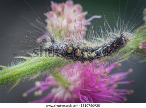 Closeup Tussock Moth Larvae Caterpillar On Stock Photo