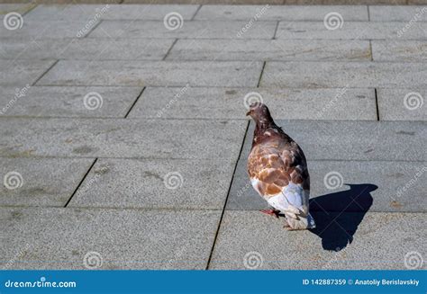 Lone Pigeon Walking Along An Urban Sidewalk Stock Image Image Of