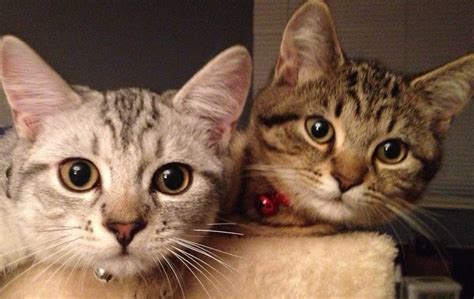 Beautiful Two Cats Bengal X British Shorthair Leeds West Yorkshire Pets4homes