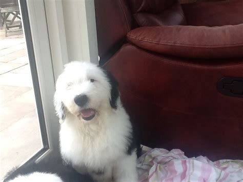 Old English Sheepdog Puppies For Sale Pets4homes Old English