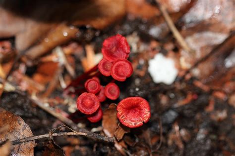 Pretty Lil Red Mushrooms Id Request Mushroom Hunting