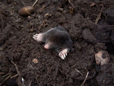 Where Do Moles Live Some Common Living Area