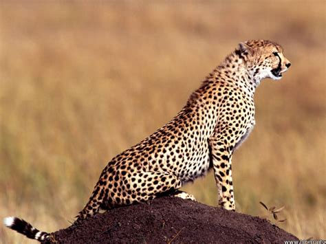 Cheetah A Big Cat Fun Animals Wiki Videos Pictures Stories