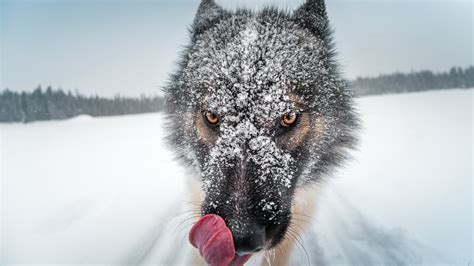 2560x1440 Wolf Close Up 1440p Resolution Hd 4k Wallpapers Images