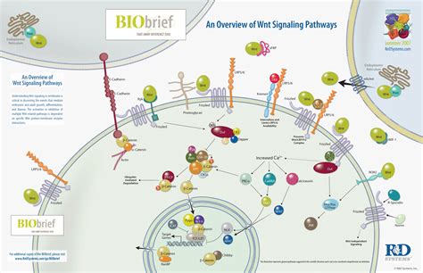 An Overview of Wnt Signaling Pathways: R&D Systems