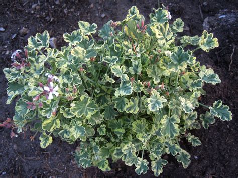 Variegated Pelargonium Nutmeg Greenhouse Gardening Scented Geranium