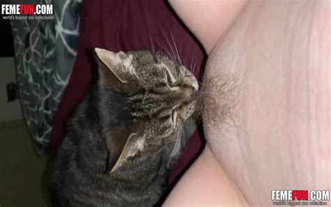 Horny Cat Licking A Milf Cunt While She Records The Action