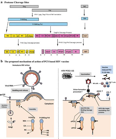 A Translation Of Hiv Gag And Pol Genes Produces Two Large Polyproteins