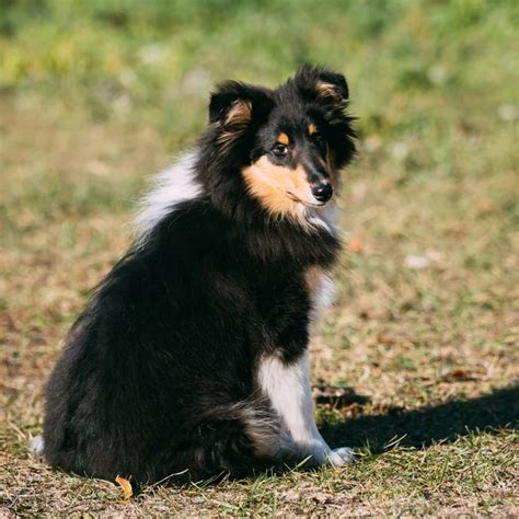 The Shetland Sheepdog Sheltie Collie Puppy Outdoor — Stock Photo