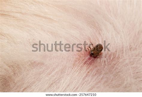 Tick On Dog Skin Stock Photo Edit Now 257647210