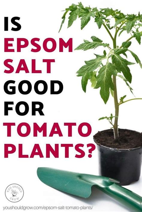 5 Unbelievable Things Epsom Salt Does For Tomato Plants With Images