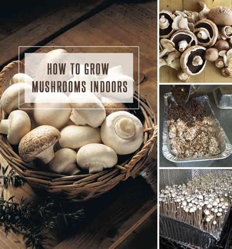 30 Of The Best Ideas For Growing Shiitake Mushrooms Indoors Best