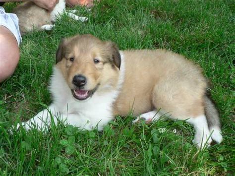 Collie Puppies Akc Like Lassie 8 Weeks Old For Sale In Belmont