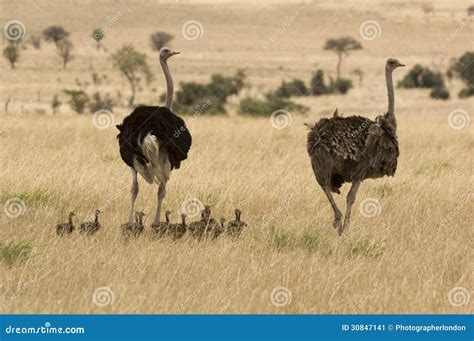 Two Ostriches Struthio Camelus With Babies In Savannah Stock Image