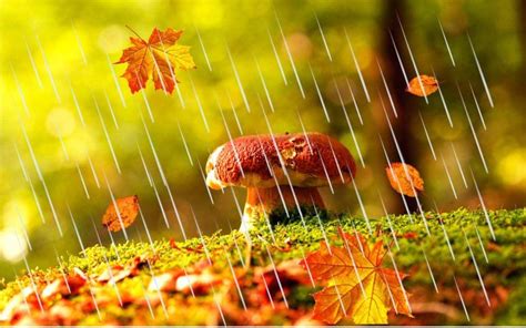 Autumn Rain Forest Wallpapers Top Free Autumn Rain Forest Backgrounds