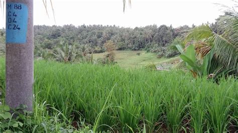 Dijual kebun kopi 4 hektar di buleleng. TANAH DIJUAL: dijual murah tanah kebun view sawah dan ...