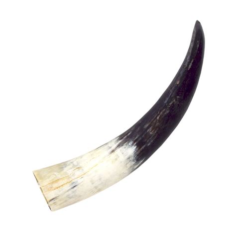 Single Cow Horn 19 Taxidermy Mounts For Sale And Taxidermy Trophies