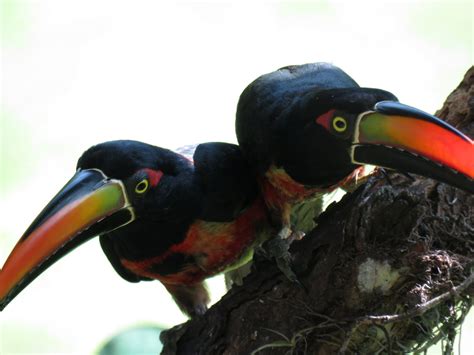 Toucans In Costa Rica