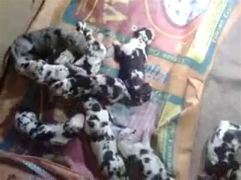 … i am looking to buy two dalmatian puppies one male one female anyone that knows are has them please contact me thank you very much and have. Show Quality Harley Great Dane Puppies For Sale India ...