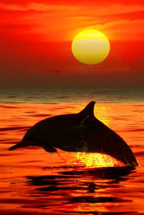 Jumping Dolphin Bali Dolphins Ocean Life Beautiful Sunset