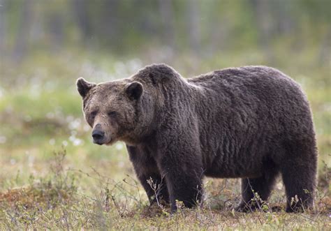 Free Images Wildlife Mammal Fauna Brown Bear Vertebrate Big