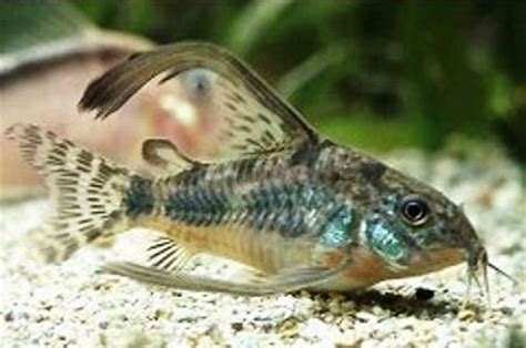 Corydoras Long Finned Pepper Paleatus Catfish Fish Fish Pet