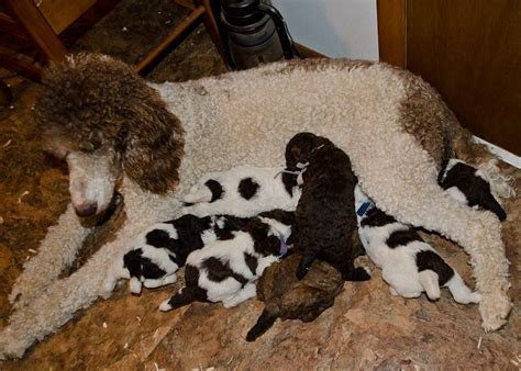 Check spelling or type a new query. Briar Ridge Puppies - Home | Poodle puppy, Poodle puppy standard, Standard poodle