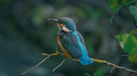 Blue Kingfisher Bird Is Sitting On Tree Branch In A Blur Background Hd