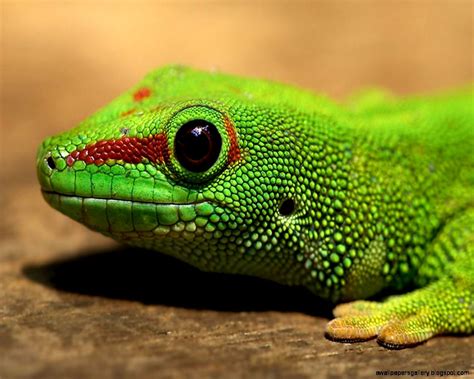 Amphibians And Reptiles Wallpapers Gallery