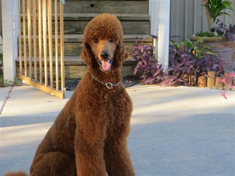 Both the sire and dam live with me. Darlasredpoodles, Poodle Standard Breeder in Brooksville ...