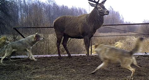 Can Radioactive Wolves From Chernobyl Threaten Europe