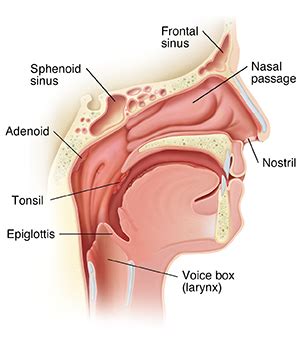 Anatomy And Physiology Of The Nose And Throat Spectrum Health Lakeland