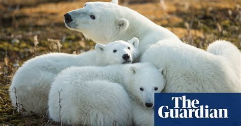 Climate Change Is Single Biggest Threat To Polar Bear Survival