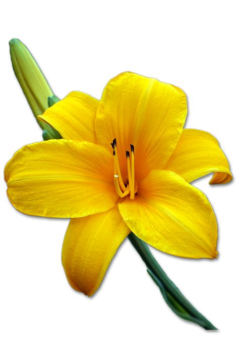 Lily Flower Bud Free Photo On Pixabay Pixabay