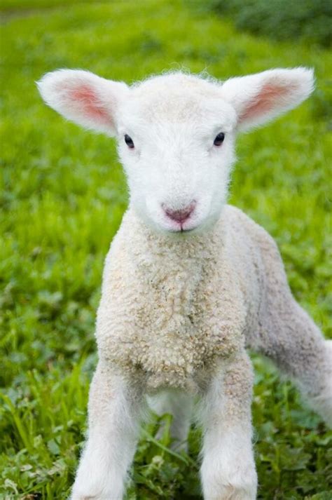 Cute Baby Lamb Glossy Poster Picture Photo Sheep Farm