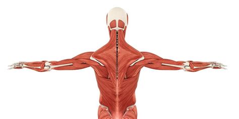 Berdasrakan morfologi dan fungsinya, jaringan otot pada manusia dibagi menjadi tiga bagian yaitu otot polos, otot lurik, dan otot jantung. 10 Fungsi Jaringan Otot Serta Jenis-jenisnya