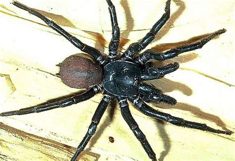 Trichternetzspinne Funnel Web Spider Spider Pest Control Services